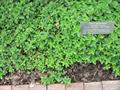 Sweet Marjoram